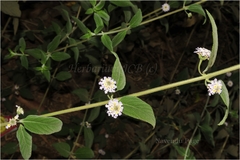 Lippia javanica